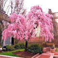 5 Seeds Japanese Weeping Sakura Cherry Tree (Prunus pendula) - Early Spring Pink Blooms