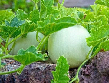 Green Honeydew Melon Seeds - Heirloom, Non-GMO, 115 Days to Maturity