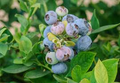 TifBlue Blueberry 7 Live Cuttings Grow Kit - Cold-Hardy Vaccinium ashei