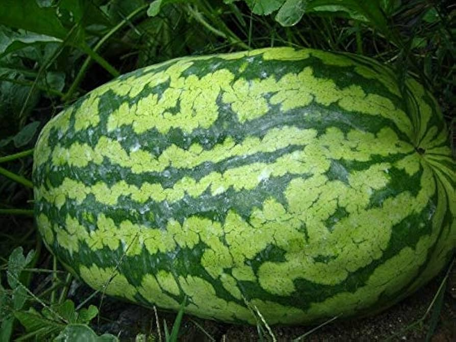 Carolina Cross Watermelon Seeds - 50 Giant Prize-Winning Seeds - 85-95 Days