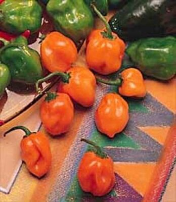 Orange Habanero Pepper Seeds - Heirloom, Non-GMO, 100 Days, Scoville 100k-350k