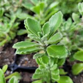 Plectranthus tomentosa 'Vicks Plant' — 3 Unrooted 4" Live Cuttings