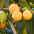 Yellow Mangosteen (Garcinia xanthochymus) Live Fruit Tree - 12"-24" Starter Plant