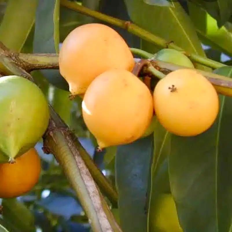 Yellow Mangosteen (Garcinia xanthochymus) Live Fruit Tree - 12"-24" Starter Plant
