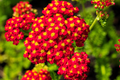 Red Yarrow Seeds - Non-GMO Achillea millefolium, Ruby-Red Flowers, Pollinator Attractor, Drought-Tolerant (USDA 3-9)