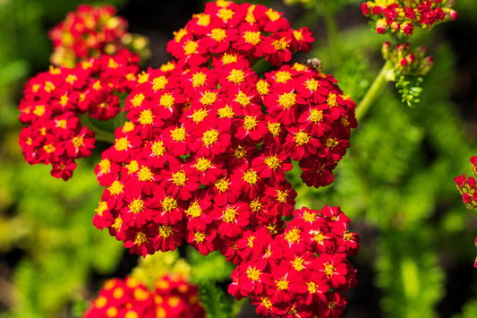 Red Yarrow Seeds - Non-GMO Achillea millefolium, Ruby-Red Flowers, Pollinator Attractor, Drought-Tolerant (USDA 3-9)