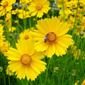 Lance Leaf Coreopsis Seeds (Coreopsis lanceolata) - 25 Seeds, Bright Yellow Perennial Wildflower
