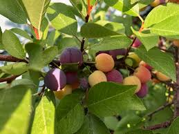 Beach Plum Prunus maritima - Bare Root Plant 12-18" for Zones 3-9, Edible Fruit