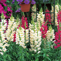 Antirrhinum majus Liberty Classic Mix Snapdragon Seeds - 1000+ Seeds for Garden & Cut Flowers
