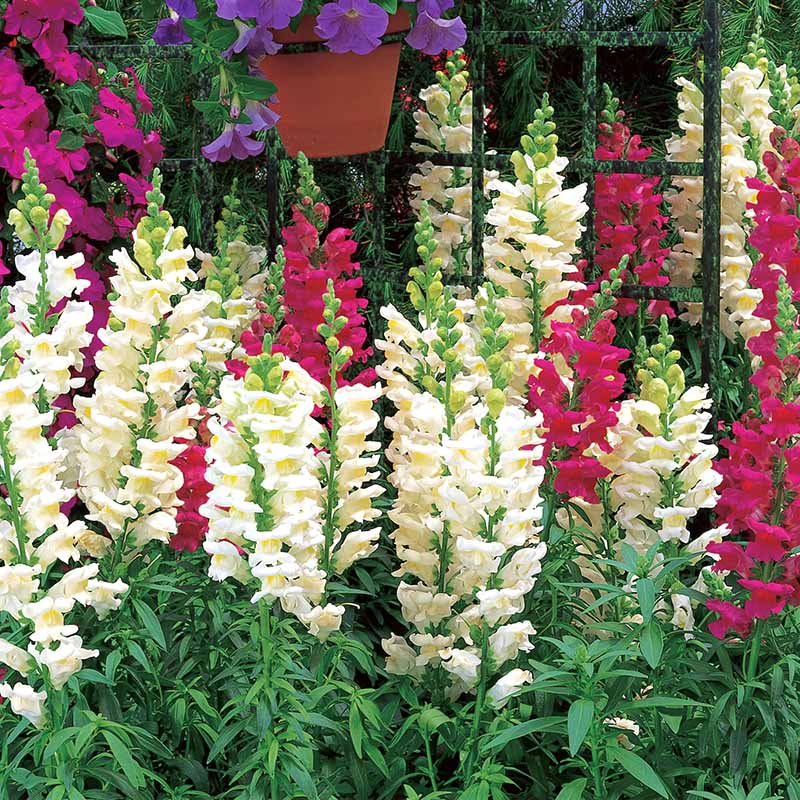 Antirrhinum majus Liberty Classic Mix Snapdragon Seeds - 1000+ Seeds for Garden & Cut Flowers