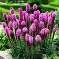 Elegant Blazingstar Seeds (Liatris elegans) - 25 Seeds - Pink-Purple Spikes - Pollinator Friendly
