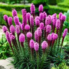 Elegant Blazingstar Seeds (Liatris elegans) - 25 Seeds - Pink-Purple Spikes - Pollinator Friendly