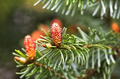 Norway Spruce Tree (Picea abies) - Live Bare Root Starter Plant 12-18"