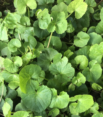Pennywort Gotu Kola Bare Root Live Plants - 15 pcs Ground Cover
