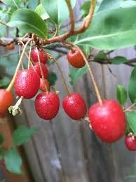 Goumi Cuttings (Elaeagnus multiflora) - 4 Unrooted Cuttings, Red Edible Fruits, Nitrogen-Fixing