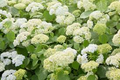 Annabelle Smooth Hydrangea Starter Plant | Hydrangea arborescens 'Annabelle' White Flowers