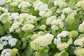 Annabelle Smooth Hydrangea Starter Plant | Hydrangea arborescens 'Annabelle' White Flowers