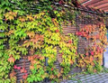 Virginia Creeper Vine Cuttings (Parthenocissus quinquefolia) - 5 Unrooted Cuttings