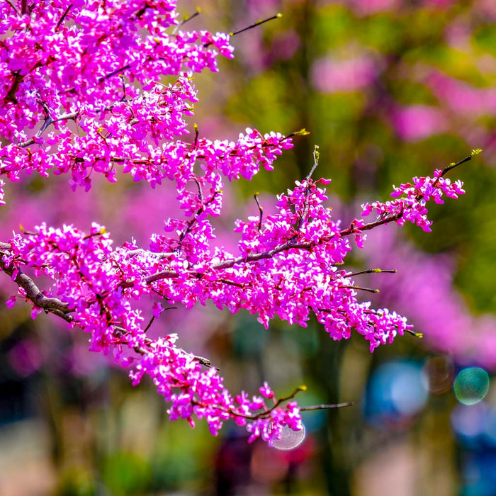 Eastern Redbud Tree (Cercis canadensis) - Bare Root Starter Plant, 1-2 ft tall, Zones 4-9