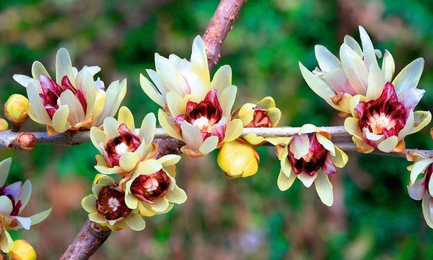Chimonanthus Praecox Seeds | Wintersweet (Wintersweet/Japanese Allspice) 10 Seeds