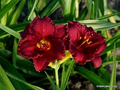 Cranberry Baby Daylily - Dwarf, Re-Blooming Starter Plant (Hemerocallis 'Cranberry Baby')