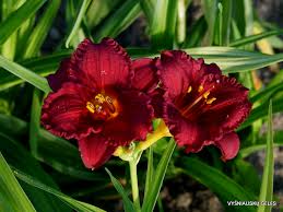 Cranberry Baby Daylily - Dwarf, Re-Blooming Starter Plant (Hemerocallis 'Cranberry Baby')