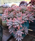 Graptosedum Francesco Baldi - Rooted Succulent in 2" Pot