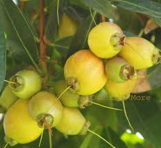 Golden Rose Apple Tree (Syzygium jambos) - Tropical Fruit Seedling, 4"+ tall, Starter Plant