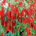 Weeping Bottlebrush Tree Seeds Callistemon viminalis | 15-30 ft, Scarlet Blooms, Zones 9-11