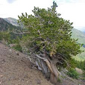 10 Bristlecone Pine Seeds (Pinus aristata) – Rocky Mountain Native, Zones 4-7