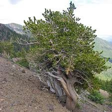 10 Bristlecone Pine Seeds (Pinus aristata) – Rocky Mountain Native, Zones 4-7