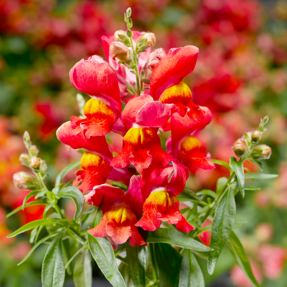 Antirrhinum majus La Bella Red Snapdragon Seeds - 1000+ Deep Red Blooms