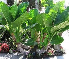 Borneo Giant Elephant Ear Seedlings - Alocasia macrorrhiza (3-6" tall) Starter Plant