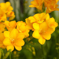 Single Yellow Freesia Bulbs - 12-16" Tall, Fragrant, Deer/Rabbit Resistant, Zone 9-10