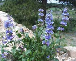 Penstemon Payettensis Seeds – Payette Penstemon, Violet-Blue Flowers, Drought-Tolerant