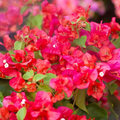 Bougainvillea Afterglow Cuttings (12) – Organic Pink-Orange, Cerise Pink Blooms, Rooted Guarantee