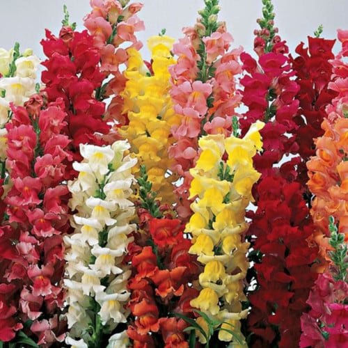 Climbing Mix Snapdragon Seeds (Antirrhinum majus) - 1000+ Seeds for Trellises & Vertical Gardens