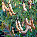 Tamarind Tree Seeds (Tamarindus indica) - Tropical Fruit Tree, Bonsai Potential