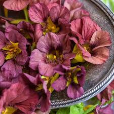 Nasturtium Seeds Purple Emperor (Tropaeolum majus) - 50+ Deep Burgundy Blooms