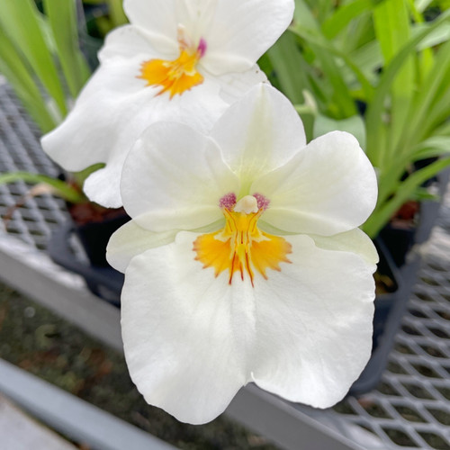 Milt Golden Snow 'White Light' Orchid Seedling in 3" Pot - Sub-Tropical, Indoor & Outdoor