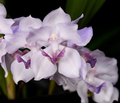 Acacallis Cyanea Orchid Seedling - Fragrant Lavender Blooms, Potted Starter Plant