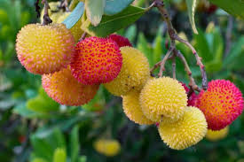Arbutus unedo Strawberry Tree Seeds – Edible Red Berries, Four-Season Evergreen (Zones 8-11)
