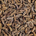 Caraway Seeds Carum carvi - 1g Heirloom Non-GMO Culinary Herb