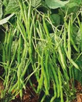 Petite Filet French Bean Seeds - Heirloom, Non-GMO, 5g — Tender & Crisp Green Beans