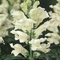 Antirrhinum majus Liberty White Snapdragon Seeds - 1000+ Pure White Flowers
