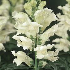Antirrhinum majus Liberty White Snapdragon Seeds - 1000+ Pure White Flowers