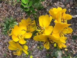Christmas Senna (Cassia bicapsularis) Rooted Plant – Cream Flowers, Winter Bloom, Butterfly Host, 10-20 in