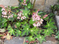 Begonia heracleifolia Starter Plant - Hybrid Rhizomatous Star Begonia