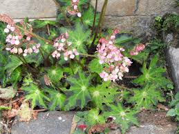 Begonia heracleifolia Starter Plant - Hybrid Rhizomatous Star Begonia