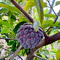 Thai Purple Sugar Apple Seeds (Annona squamosa) – Rare Tropical Fruit Tree